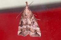 Hypena rostralis