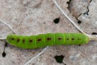 Epirrita