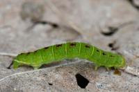 Epirrita