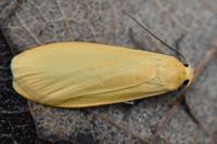 Wittia sororcula