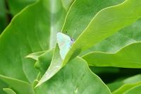 Callophrys rubi