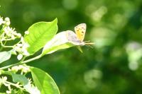 Lycaena phlaeas