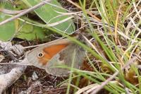 Coenonympha pamphilus