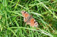 Aglais io