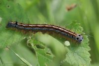 Malacosoma neustria