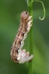 Erannis defoliaria
