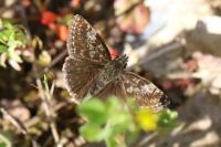 Erynnis tages