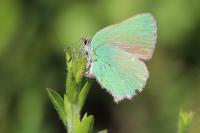 Callophrys rubi