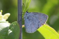 Celastrina argiolus