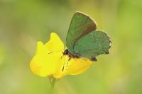 Callophrys rubi