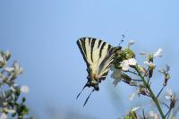 Iphiclides podalirius