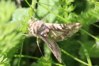 Autographa gamma