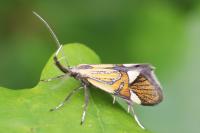 Alabonia geoffrella