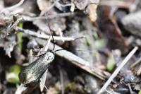 Adela reaumurella