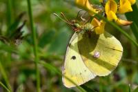 Colias