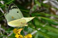 Colias