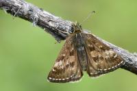 Erynnis tages