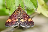 Pyrausta aurata