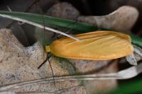 Wittia sororcula