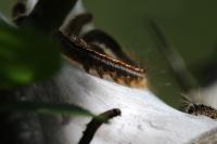 Malacosoma neustria