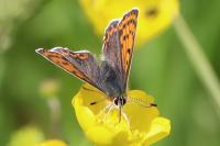 Lycaena tityrus