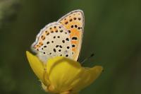 Lycaena tityrus