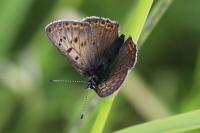 Lycaena tityrus