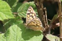 Pararge aegeria