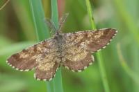Ematurga atomaria