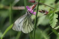 Pieris napi