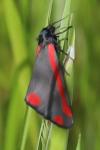 Tyria jacobaeae