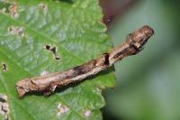 Ectropis crepuscularia