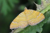 Camptogramma bilineata