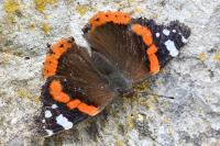 Vanessa atalanta