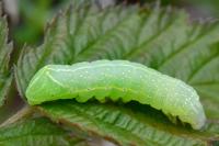Amphipyra pyramidea