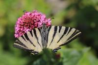 Iphiclides podalirius