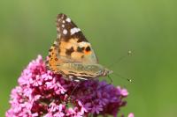 Vanessa cardui