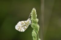 Anthocharis cardamines