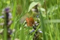 Boloria euphrosyne