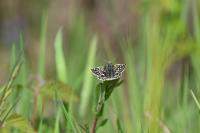 Pyrgus malvae