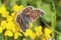 Spialia sertorius