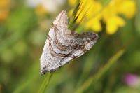 Aplocera efformata/plagiata