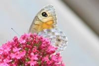 Lasiommata maera