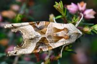 Phlogophora meticulosa