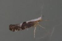Argyresthia spinosella