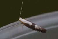 Argyresthia spinosella