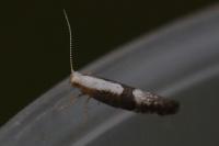 Argyresthia spinosella