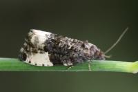 Hedya pruniana