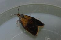 Ptycholoma lecheana