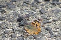 Vanessa cardui